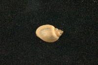 藏品(小椎實螺)的圖片